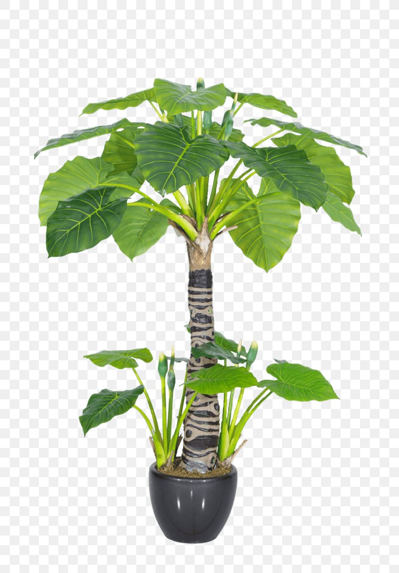 Plants Viridiplantae Alocasia Odora Houseplant Topiary, PNG, 804x1177px, Plants, Alocasia Odora, Camellia, Flowerpot, Green Download Free