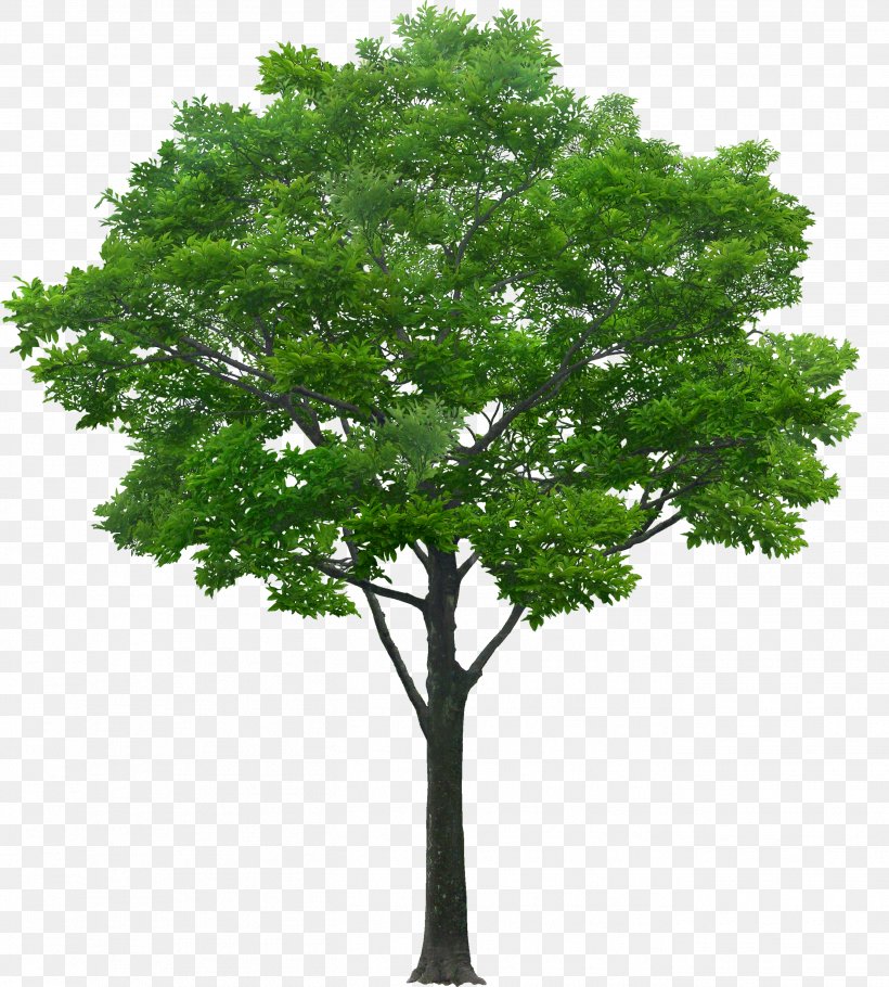Tree Southern Magnolia Oak Pine, PNG, 2701x3000px, Tree, Birch, Black Locust, Branch, Deciduous Download Free