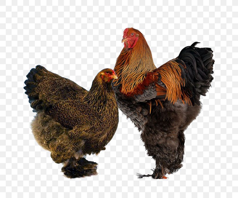 Brahma Chicken Wyandotte Chicken Orpington Chicken Marans Cochin Chicken, PNG, 680x680px, Brahma Chicken, Bantam, Beak, Bird, Breed Download Free