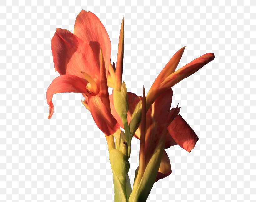 Canna Indica Flower Icon, PNG, 608x646px, Canna Indica, Amaryllis Belladonna, Amaryllis Family, Canna, Canna Family Download Free