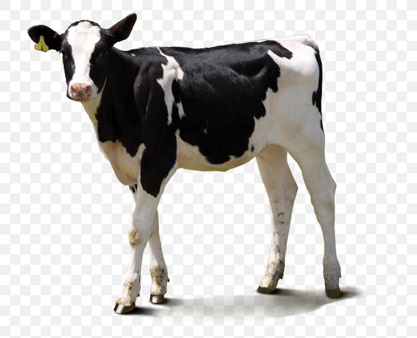 Dairy Cattle Direct To Garment Printing Digital Printing Clothing, PNG, 750x664px, Dairy Cattle, Calf, Cattle Like Mammal, Clothing, Cow Goat Family Download Free