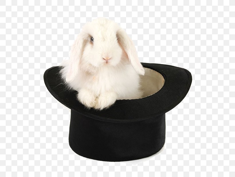 Domestic Rabbit Holland Lop Royalty-free Hat, PNG, 700x619px, Domestic Rabbit, Fur, Hat, Holland Lop, Photography Download Free