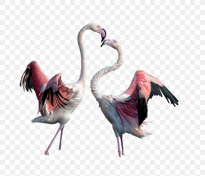 Flamingo Bird, PNG, 701x705px, Flamingo, Beak, Bird, Centerblog, Feather Download Free