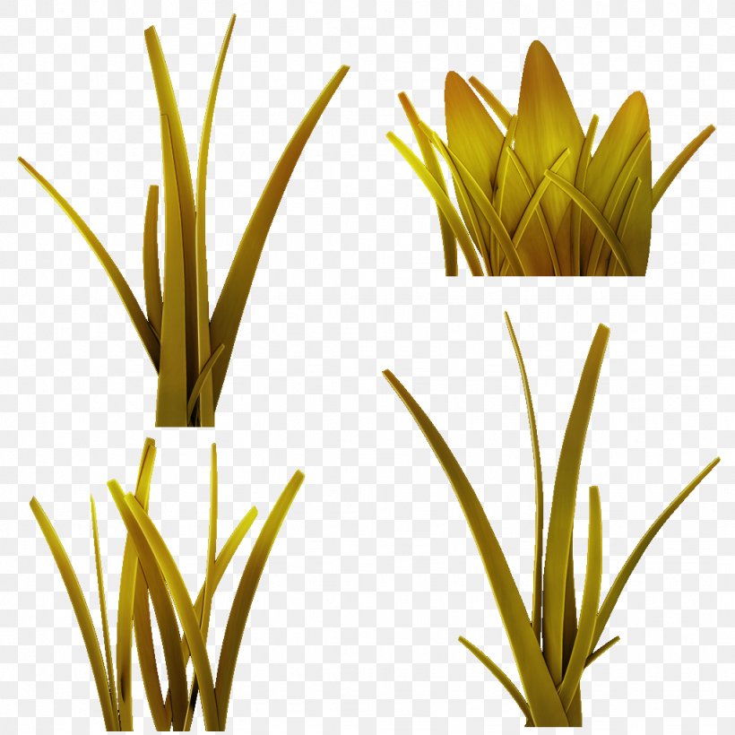 Grasses Plant Stem Leaf Flower Commodity, PNG, 1024x1024px, Grasses, Commodity, Family, Flower, Flowering Plant Download Free