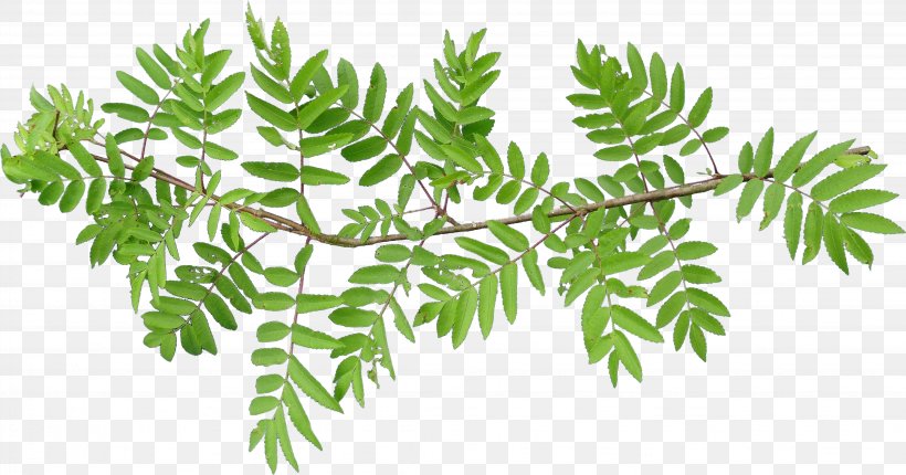 Leaf Vascular Plant Tree Fern Branch, PNG, 4498x2361px, Leaf, Birch, Branch, Curry Tree, Fern Download Free