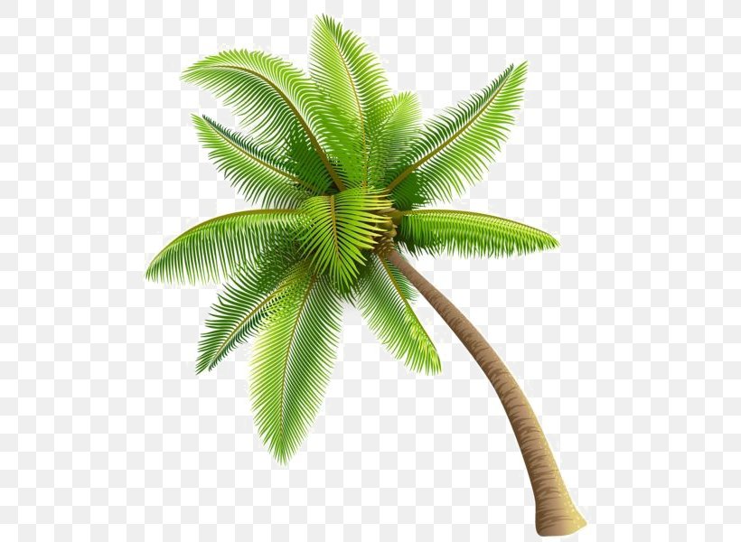 Arecaceae Tree Clip Art, PNG, 535x600px, Arecaceae, Arecales, California Palm, Canary Island Date Palm, Coconut Download Free
