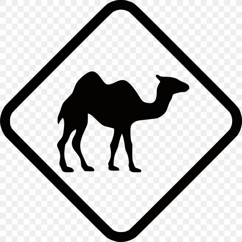Dromedary Bactrian Camel Traffic Sign Australian Feral Camel Road, PNG, 1441x1440px, Dromedary, Arabian Camel, Area, Australian Feral Camel, Bactrian Camel Download Free