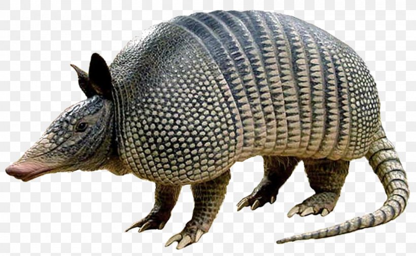 nine banded armadillo texas the armadillo image png 1920x1187px armadillo animal animal figure armadillo girdled lizard nine banded armadillo texas the