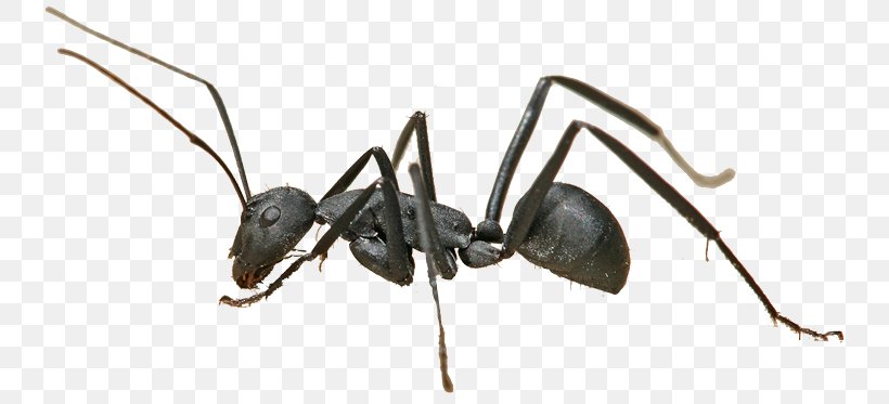 Ant Colony Insect Camponotus Herculeanus Formicarium, PNG, 750x373px, Ant, Ant Colony, Arthropod, Camponotus Herculeanus, Carpenter Download Free