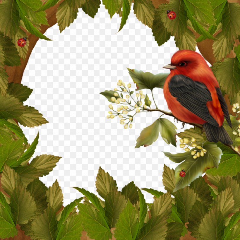 Bird, PNG, 894x894px, Bird, Art, Beak, Branch, Cardinal Download Free