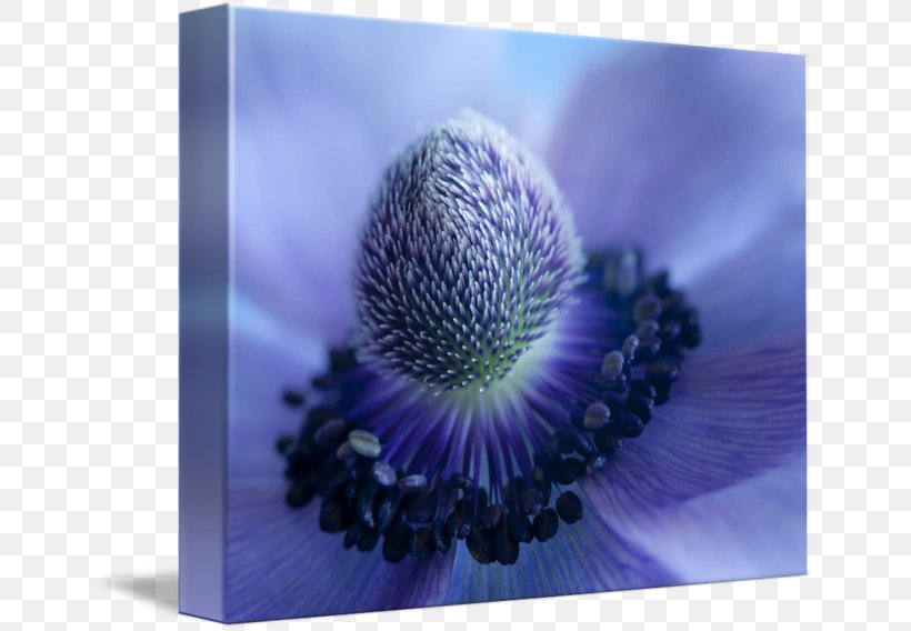 Blue Sky Beauty Violet Good, PNG, 650x568px, Blue, Anemone, Beauty, Close Up, Cyanosis Download Free