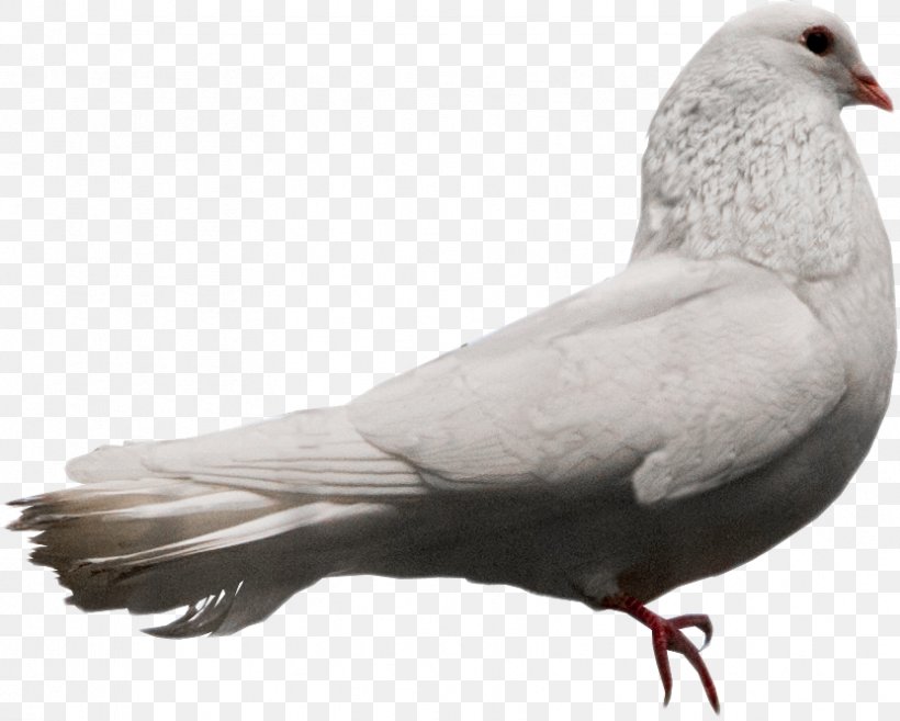 Columbidae Bird DeviantArt Stock Dove, PNG, 831x666px, Columbidae, Animal, Art, Beak, Bird Download Free