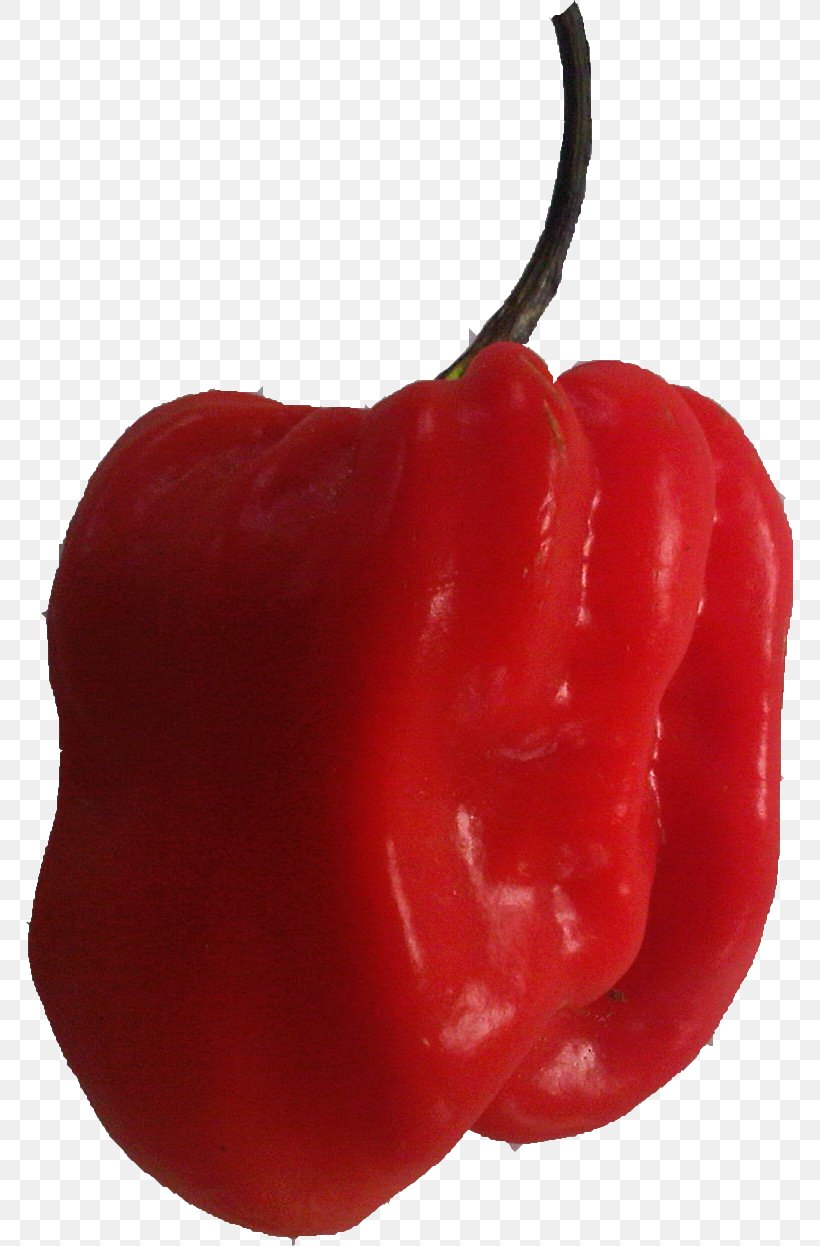 Habanero Tabasco Pepper Cayenne Pepper Bell Pepper Malagueta Pepper, PNG, 767x1246px, Habanero, Bell Pepper, Bell Peppers And Chili Peppers, Capsicum, Capsicum Annuum Download Free