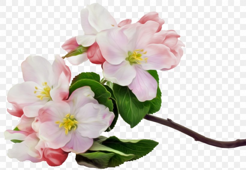 Apple Flower Blossom Fruit Stock Photography, PNG, 1024x709px, Apple, Apples, Begonia, Blossom, Branch Download Free