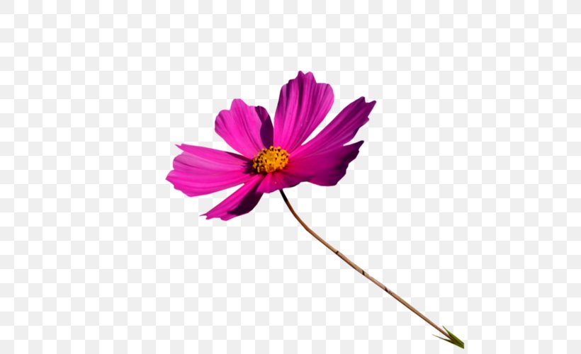 Color Garden Cosmos Happiness Rainbow, PNG, 500x500px, Color, Aster, Cosmos, Cut Flowers, Daisy Family Download Free