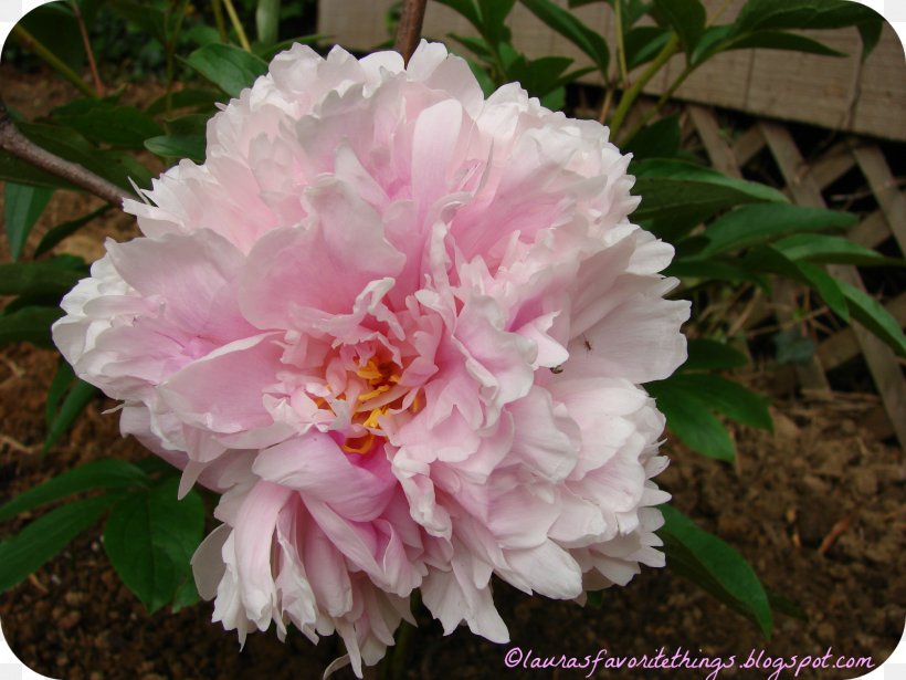 Damask Rose Centifolia Roses Rosa Gallica Peony Pink, PNG, 1600x1200px, Damask Rose, Annual Plant, Centifolia Roses, Crossbreed, Cultivar Download Free
