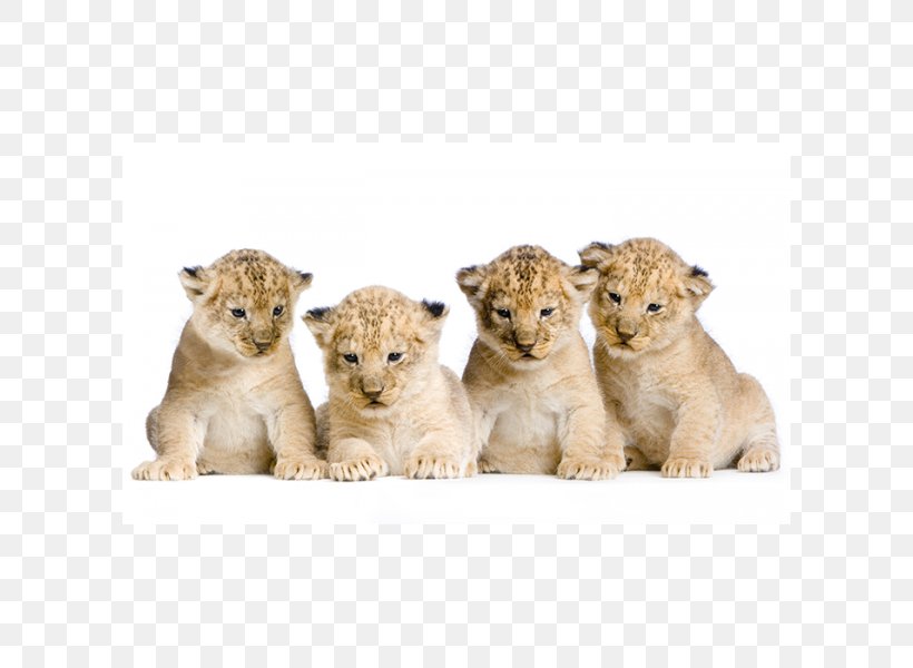 Lion Royalty-free Clip Art, PNG, 600x600px, Lion, Big Cats, Carnivoran, Cat Like Mammal, Fur Download Free