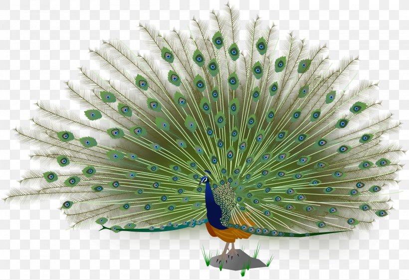 Asiatic Peafowl Bird Green Peafowl, PNG, 2000x1369px, Asiatic Peafowl, Autocad Dxf, Beak, Bird, Decorative Fan Download Free