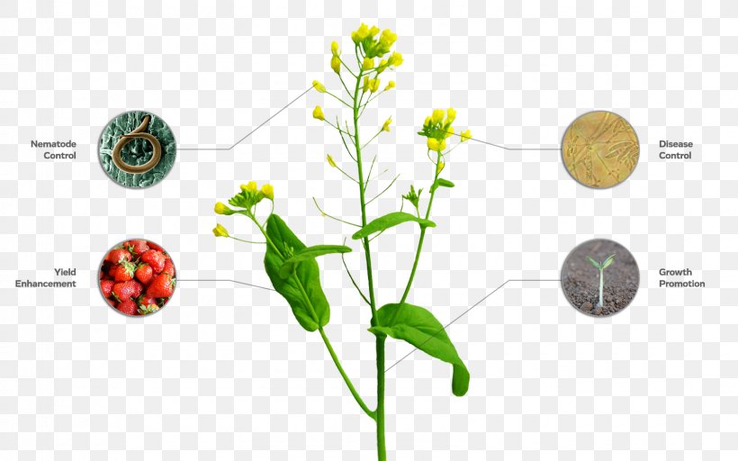 Leaf Plant Stem Flower Font, PNG, 1600x1000px, Leaf, Flora, Flower, Grass, Organism Download Free