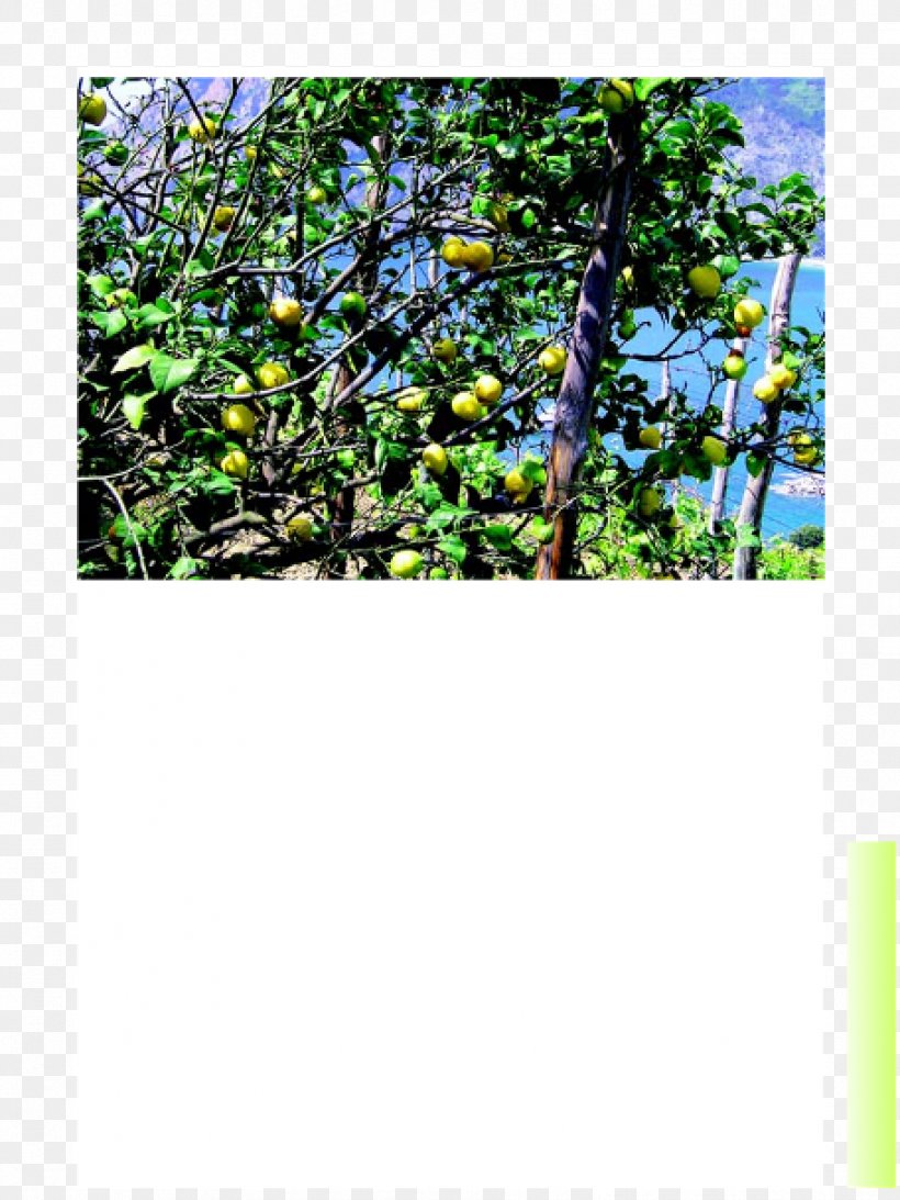 Majorelle Garden Majorelle Blue Flora Vegetation Ecosystem, PNG, 912x1216px, Majorelle Garden, Blue, Branch, Branching, Ecosystem Download Free