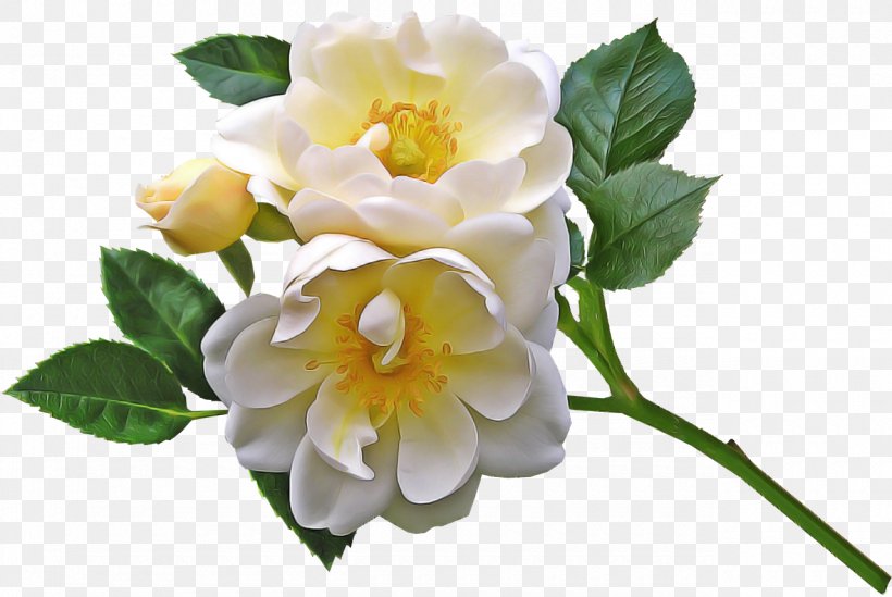 Rose, PNG, 1280x858px, Flower, Branch, Floribunda, Flowering Plant, Petal Download Free