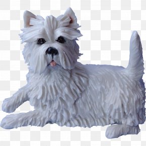 West Highland White Terrier Cairn Terrier Maltese Dog Companion Dog Dog Breed PNG