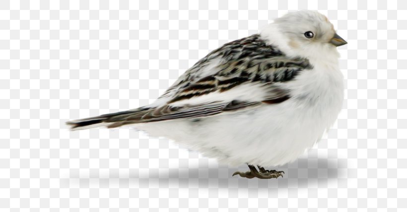 Bird Of Prey Finches Sparrow, PNG, 650x428px, Bird, Animal, Beak, Bird Of Prey, Color Download Free