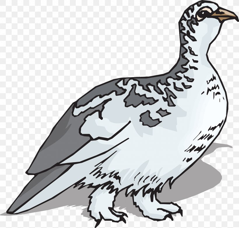 Bird Rock Ptarmigan Clip Art, PNG, 1280x1223px, Bird, Beak, Bird Of Prey, Black And White, Chicken Download Free