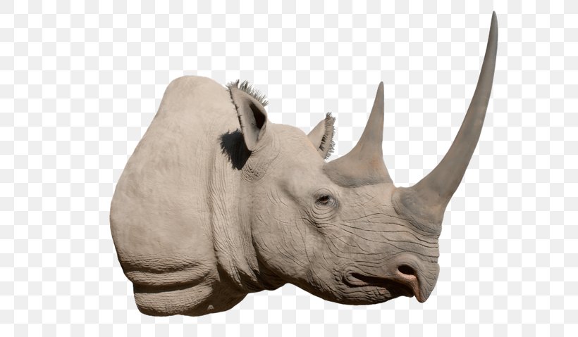 Black Rhinoceros Horn White Rhinoceros Poaching, PNG, 719x479px, Rhinoceros, Beetle, Black Rhinoceros, Cattle, Cattle Like Mammal Download Free