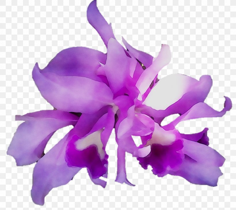 Cattleya Orchids Moth Orchids Herbaceous Plant Plants, PNG, 1332x1184px, Cattleya Orchids, Cattleya, Cattleya Labiata, Cut Flowers, Dendrobium Download Free