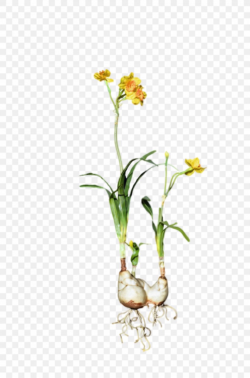 Daffodil - Daffodil Cut Flowers Plant Bulb PNG