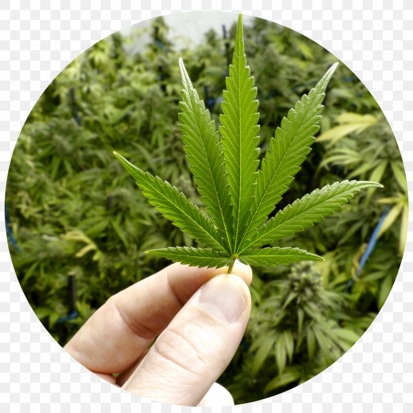 Medical Cannabis Legalization Legality Of Cannabis Cannabis Drug Testing, PNG, 1333x1333px, Cannabis, Cannabis Drug Testing, Cannabis Industry, Cannabis Shop, Cannabis Smoking Download Free