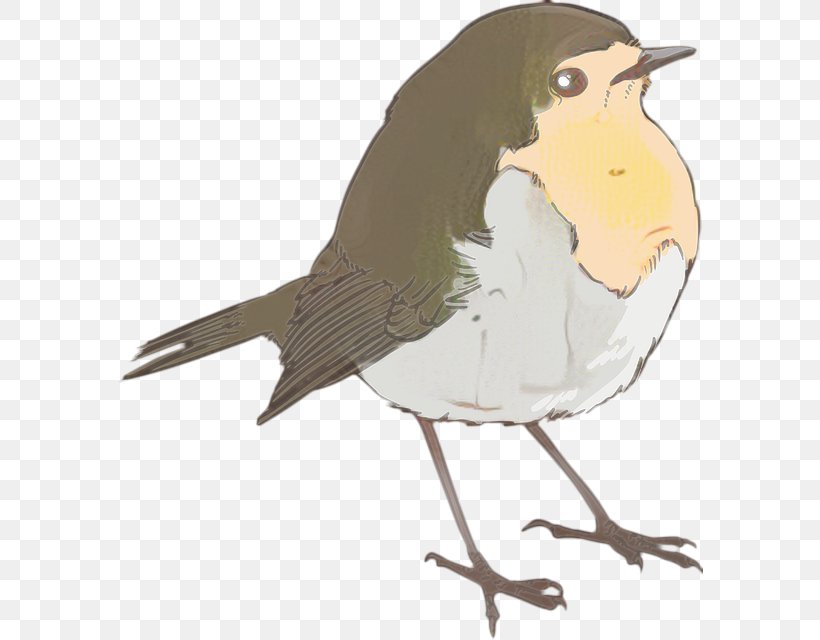 Robin Bird, PNG, 587x640px, Sparrow, American Robin, American Sparrows, Beak, Bird Download Free
