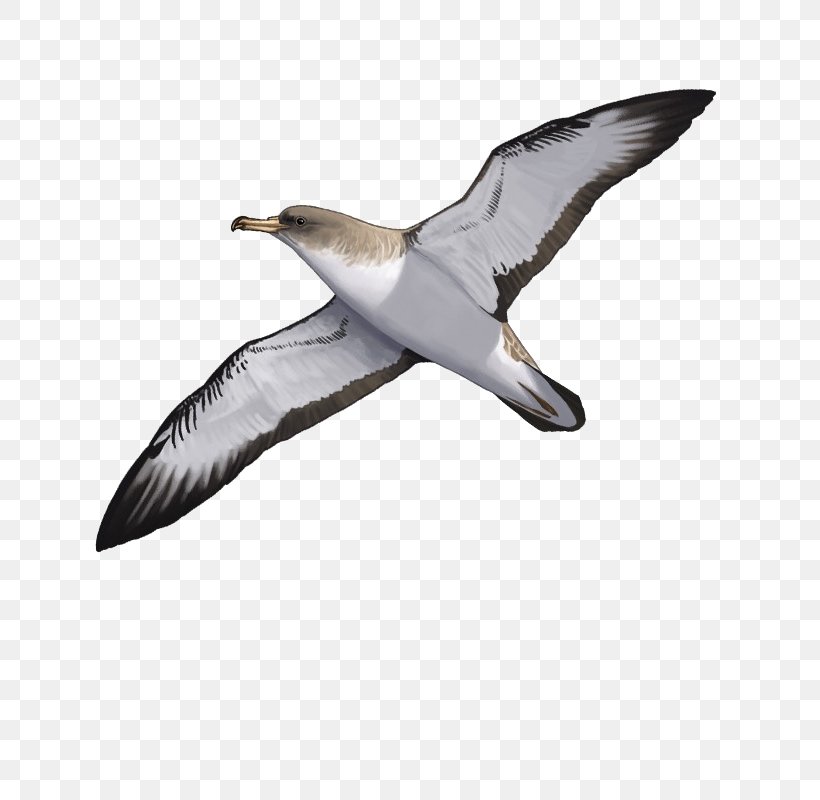 European Herring Gull Bird Berlengas Gulls Cory's Shearwater, PNG, 800x800px, European Herring Gull, Albatross, Beak, Bird, Bird Nest Download Free