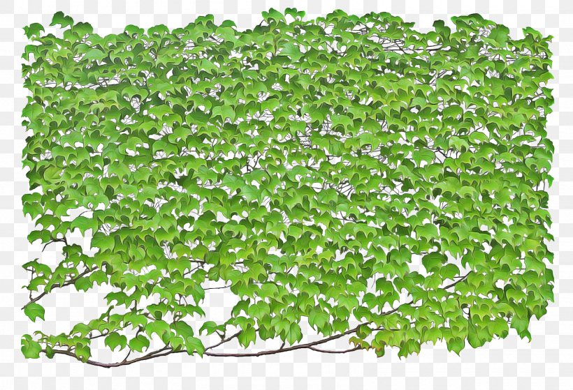 Green Grass Background, PNG, 1600x1091px, Vine, Annual Plant, Aquarium Decor, Boston Ivy, Common Ivy Download Free