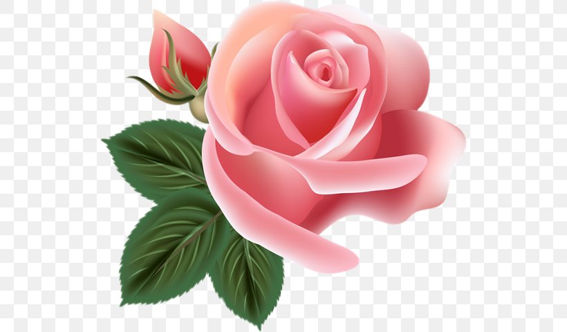 Rose Clip Art, PNG, 531x480px, 3d Computer Graphics, Rose, China Rose, Cut Flowers, Floribunda Download Free