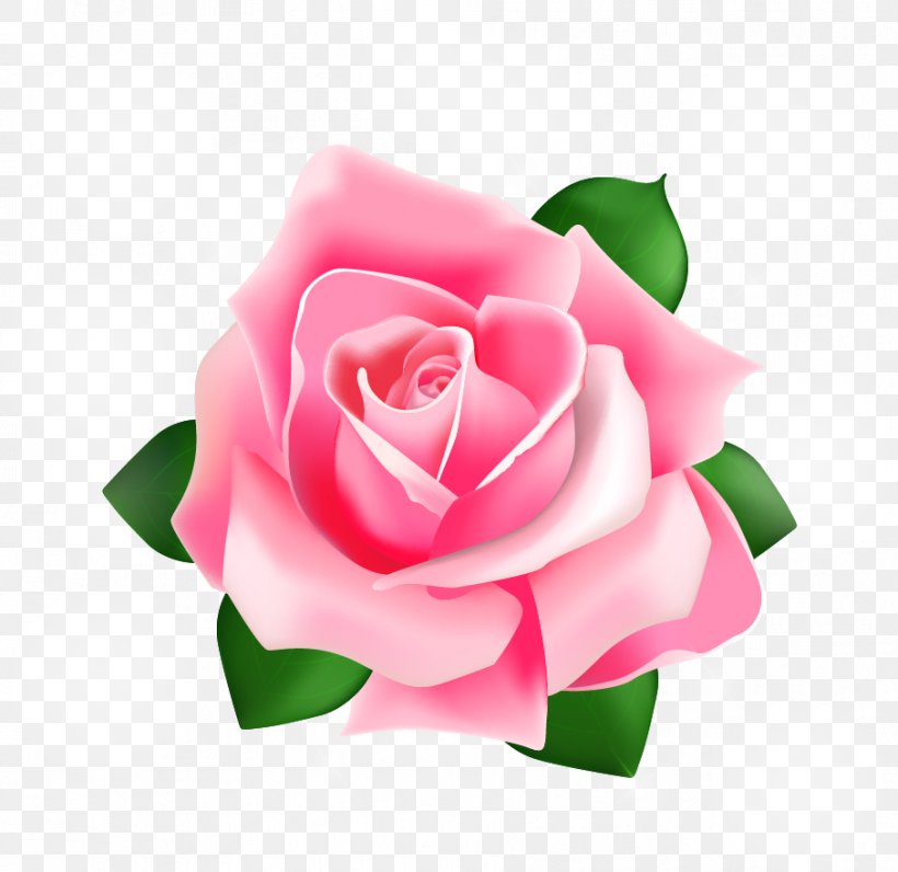 Rose Pink, PNG, 907x881px, Rose, Close Up, Cut Flowers, Floral Design, Flower Download Free