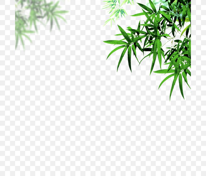 Bamboo Leaf Portable Document Format Chrysanthemum, PNG, 700x700px, Bamboo, Area, Branch, Bristle, Chrysanthemum Download Free