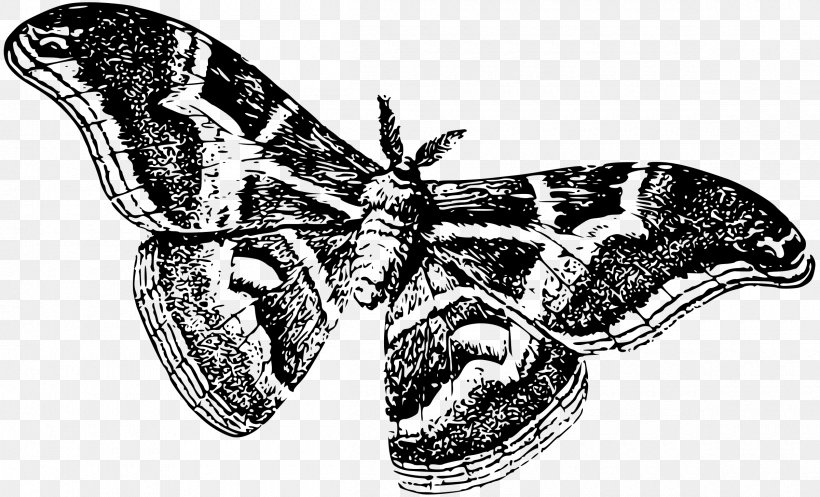 Butterfly Silkworm Moth Drawing Clip Art, PNG, 2400x1455px, Butterfly, Art, Arthropod, Attacus Atlas, Black And White Download Free