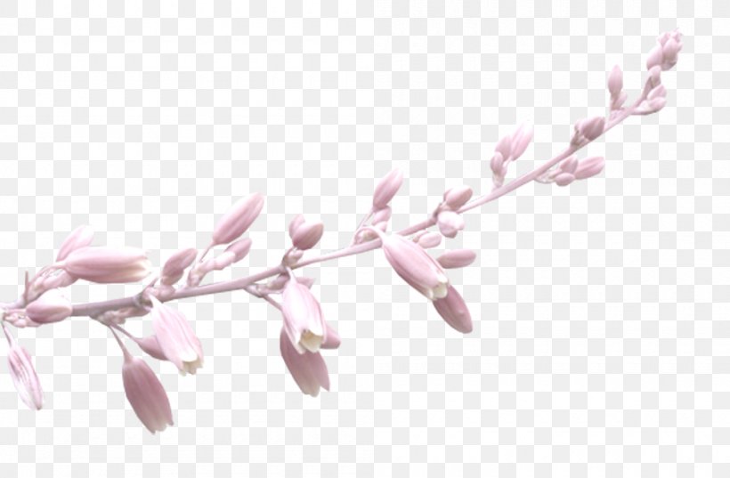 Drawing Image Illustration Download Design, PNG, 1000x656px, Drawing, Blossom, Branch, Cartoon, Cherry Blossom Download Free
