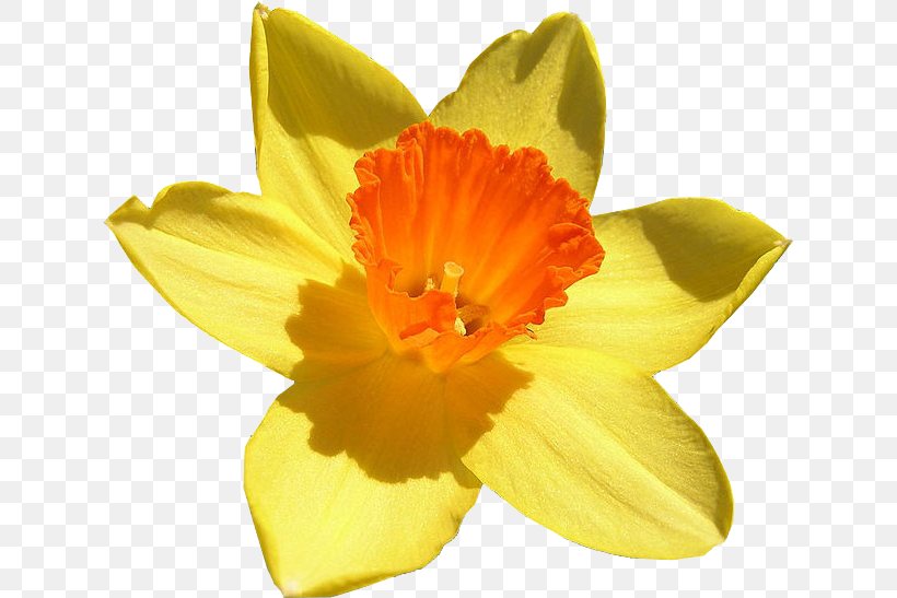 Flower Bulb Narcissus Jonquilla Amaryllidoideae Color, PNG, 633x547px, Flower, Amaryllidaceae, Amaryllis Family, Birth Flower, Bulb Download Free