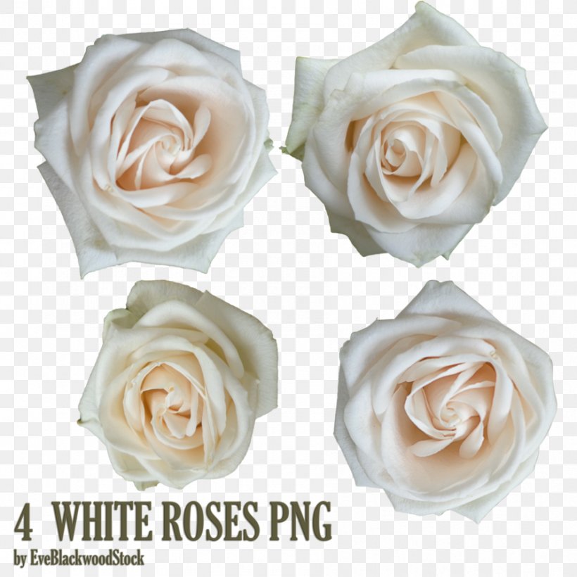 Garden Roses Android White Rose, PNG, 894x894px, Rose, Android, Artificial Flower, Cut Flowers, Floribunda Download Free
