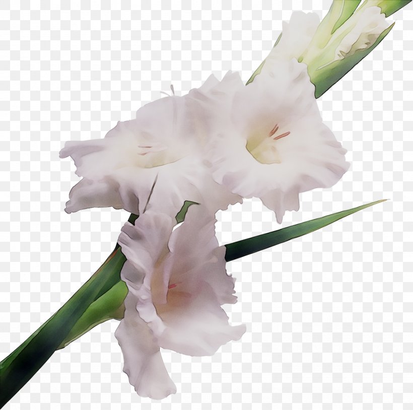 Gladiolus Cut Flowers Nizhnevartovsk Shop, PNG, 1332x1323px, Gladiolus, Amaryllis, Bird Of Paradise Flower, Common Sunflower, Cut Flowers Download Free