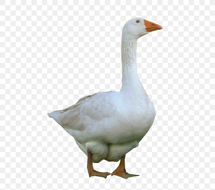 Goose Domestic Duck Image, PNG, 483x725px, Goose, Beak, Bird, Canada Goose, Domestic Duck Download Free