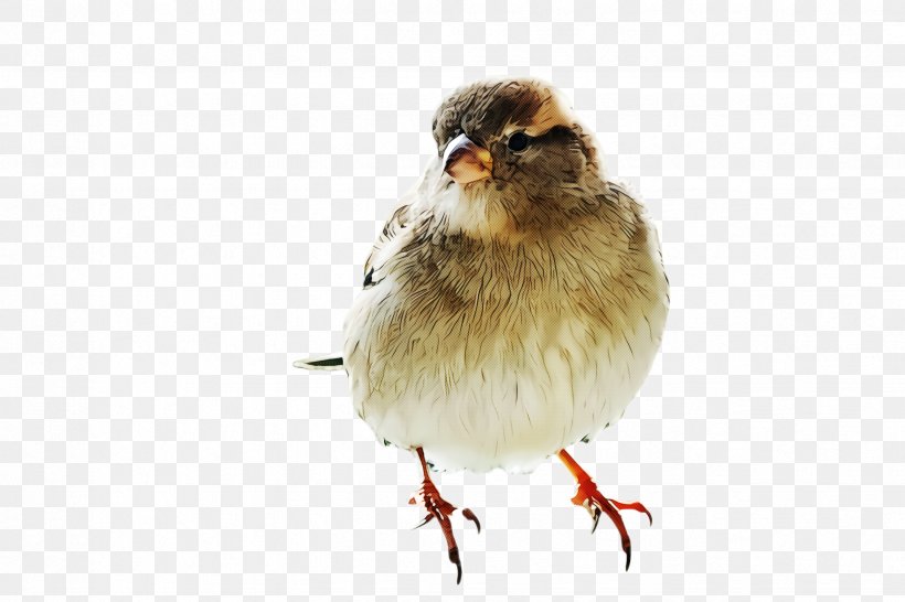 Bird Beak Perching Bird House Sparrow Songbird, PNG, 2448x1632px, Bird, Beak, Chicken, House Sparrow, Perching Bird Download Free