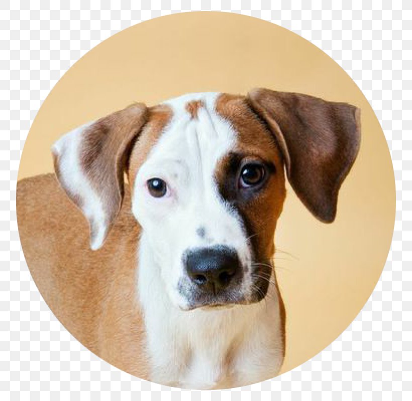 Dog Breed English Foxhound American Foxhound Treeing Walker Coonhound Harrier, PNG, 800x800px, Dog Breed, Adoption, American Foxhound, Animal Shelter, Carnivoran Download Free