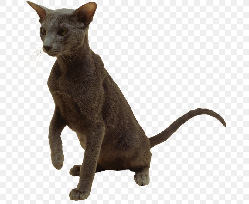 Domestic Short-haired Cat Havana Brown Burmese Cat Korat Whiskers, PNG, 670x672px, Domestic Shorthaired Cat, Asian, Breed, Burmese, Burmese Cat Download Free