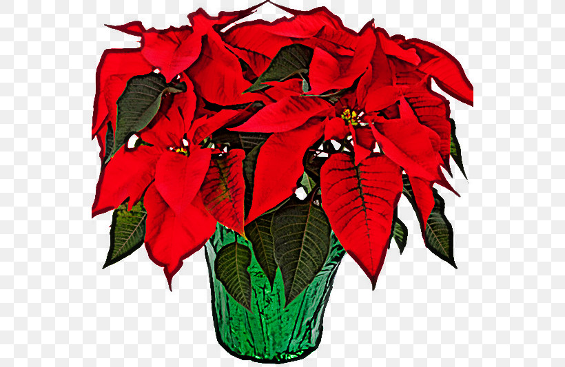 Flower Red Poinsettia Plant Leaf, PNG, 554x533px, Flower, Anthurium, Cut Flowers, Flowerpot, Leaf Download Free