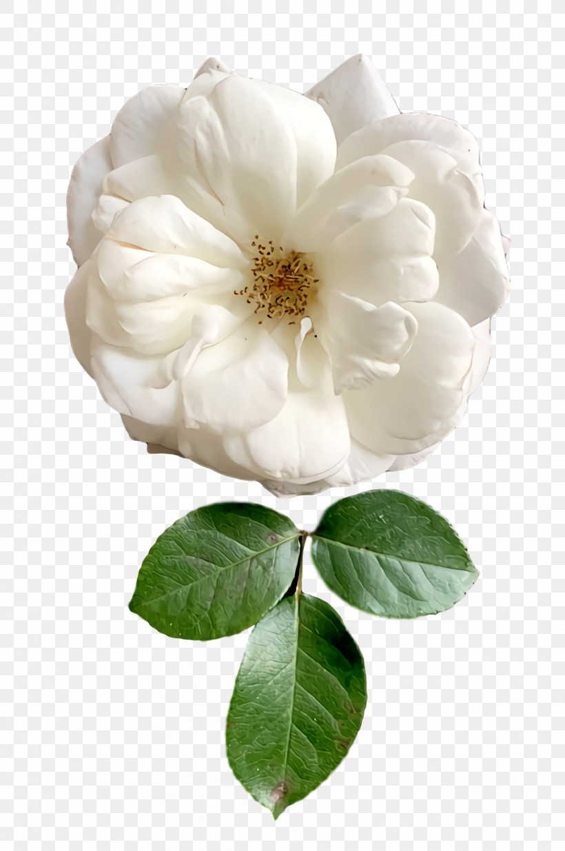 Garden Roses, PNG, 956x1440px, Cabbage Rose, Cut Flowers, Floribunda, Flower, Garden Download Free