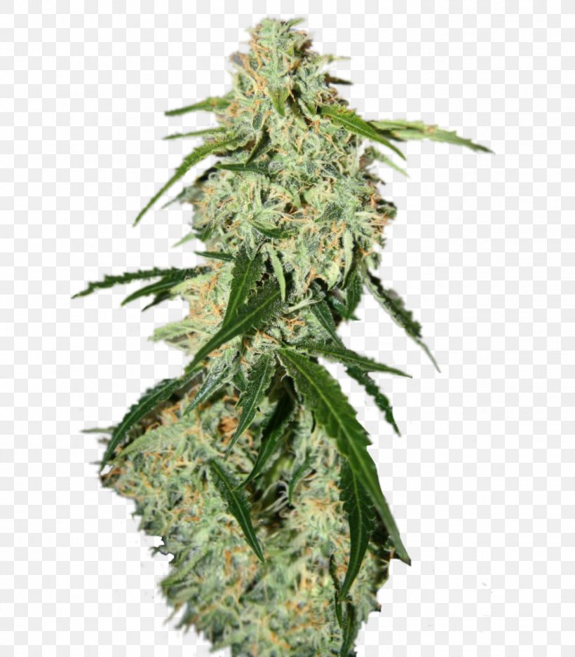 Plant Seed Skunk Feminized Cannabis White Widow, PNG, 1399x1600px, Plant, Bigbang, Cannabis, Cannabis Blueberry, Cannabis Sativa Download Free